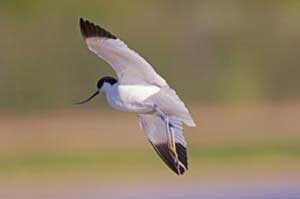 RSPB Suffolk - Children’s Activities and Family Fun in Suffolk